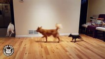 The Great Dog Chase! || Hilarious Dog Chase