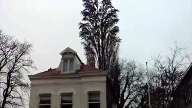 This tree isn't what it appears to be when the birds decide to fly away