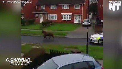 Pony Chased By Police