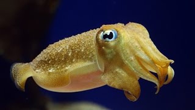 Sea animal documentary: Cuttlefish The King of Camouflage (Weird Sea Creatures Documentary
