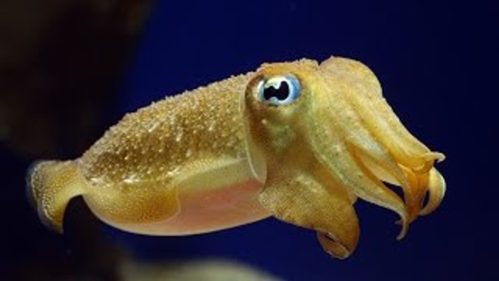 ⁣Sea animal documentary: Cuttlefish The King of Camouflage (Weird Sea Creatures Documentary