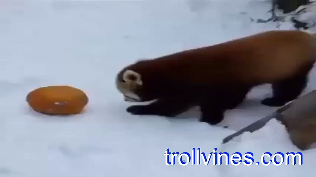 Me when i see food!