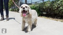 Cocker Spaniel Dogs