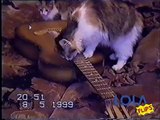 Frisbee Shredding! Cat playing Guitar