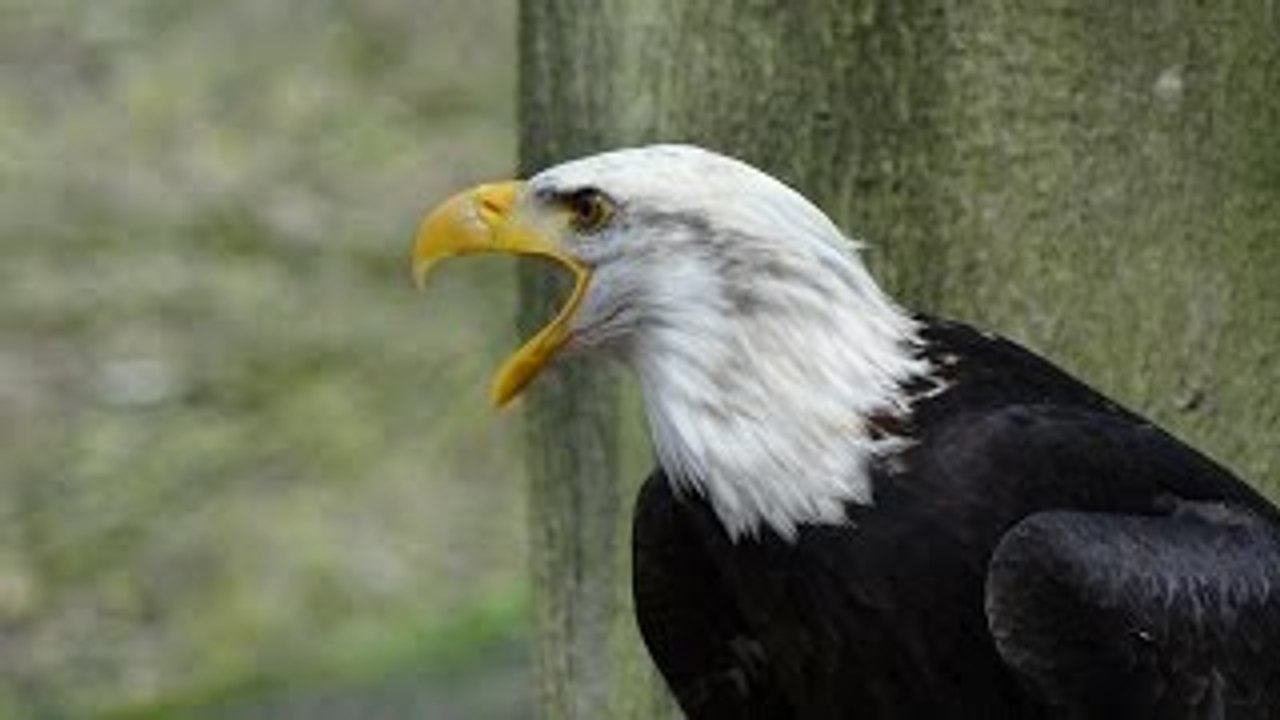 Bird Life Documentary: The American Eagle Documentary (Bird Documentary Full Length)