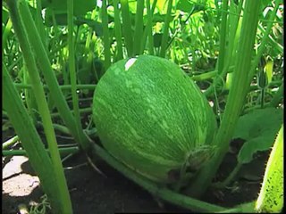 How to Grow Pumpkins