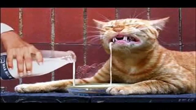 Lustige Katzen. Lustige Tiere. Diashow. Funny animals. Slideshow.