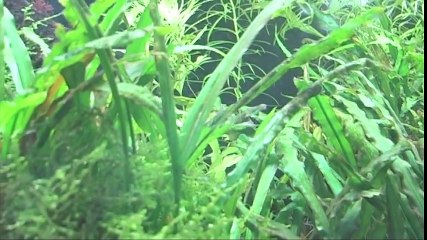 Siamesische Saugschmerle PH Ludwigsburg lebendige Tiere