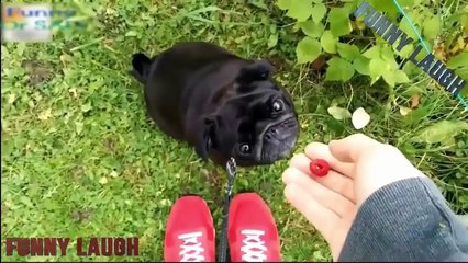 Lustige Videos Zum Totlachen 2016 - Witzige Videos Teil 15