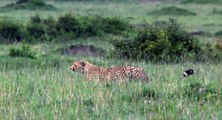 African Cats  Chasing A Dog - Clip