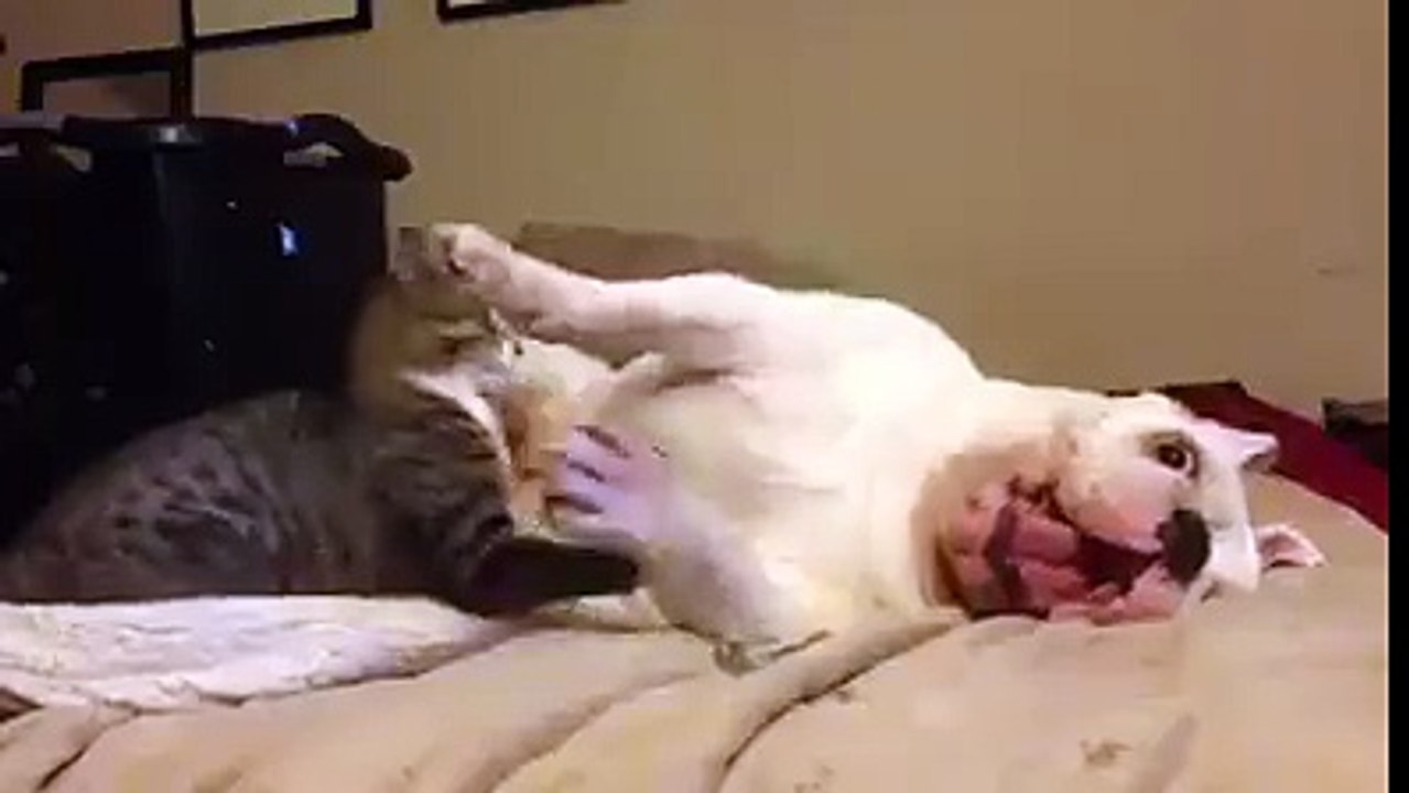 Kedi Ve Köpeğin Oyun Oynaması resmen boğuşuyorlar