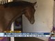 Horses quarantined because of equine herpes