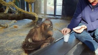 Monkey Sees A Magic Trick