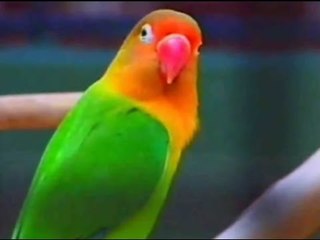 Bar Ko Haga Ma | Janam Limbu, Juna Prasai | Denisha Records