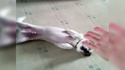 We have never seen a dog do this