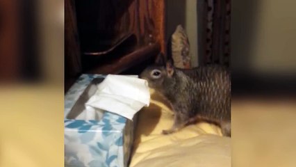 Groundhog Stuffs Cheeks For A Long Winter