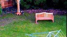 Watch Funny Cats Go Crazy Chasing Laser Pointer Beam up tree