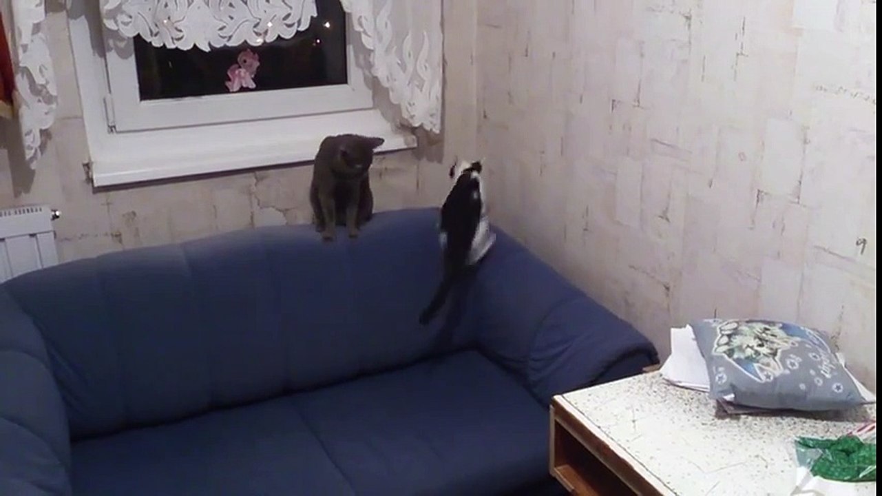 2016 best Funny cat play