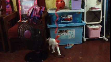 Funny cat video- Cat Jumping - Juno the Cat