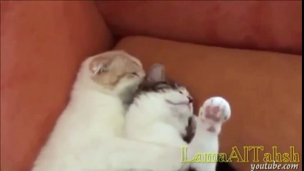Funny cat videos for kids - funny cat video compilation 2014 - Cute Cat Compilation