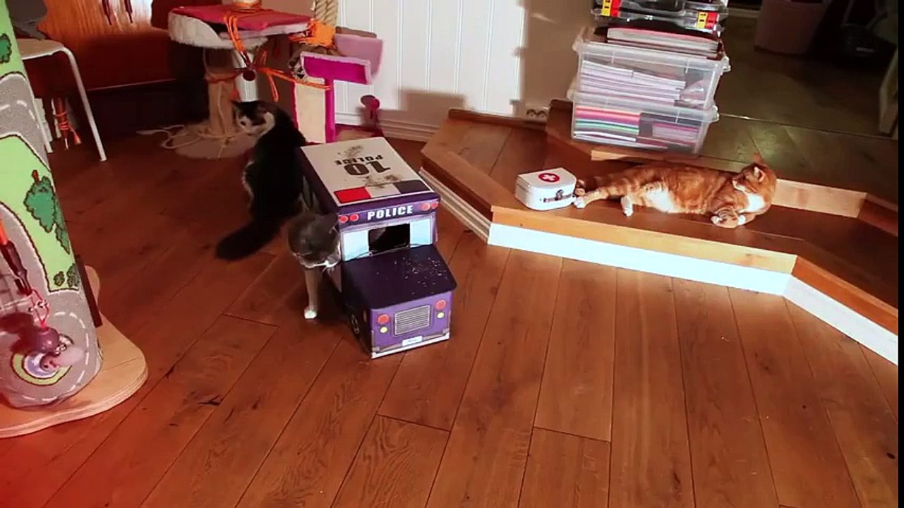Funny Cats Compilation 2015 - Teaser
