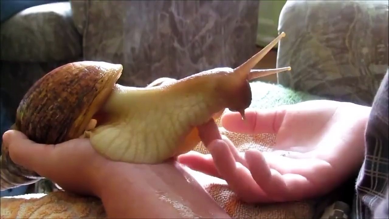 Un caracol de mascota- Videos Sorprendentes