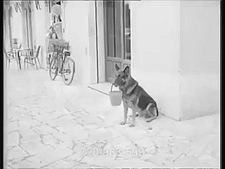 Un perro auto suficiente - Videos Sorprendentes