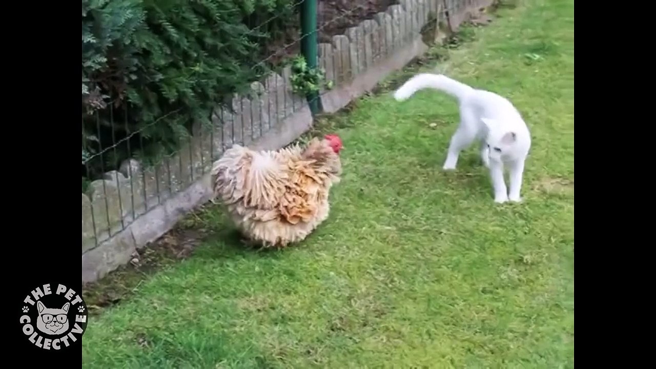 Unlikely Friends- Cat & Chicken Edition