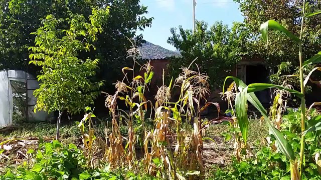 Ceviz Ağacı Gelişimi Neden durur, Nasıl hızlı Geliştirilir, büyütülür, Ne Yapmak, Kullanma