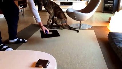 Clickertraining Hund