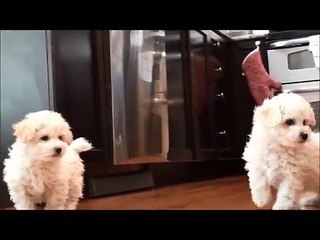 Bichon Frise puppies for sale February 25, 2015