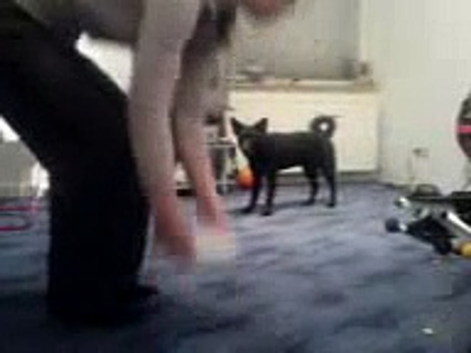 Róka clickertraining II.