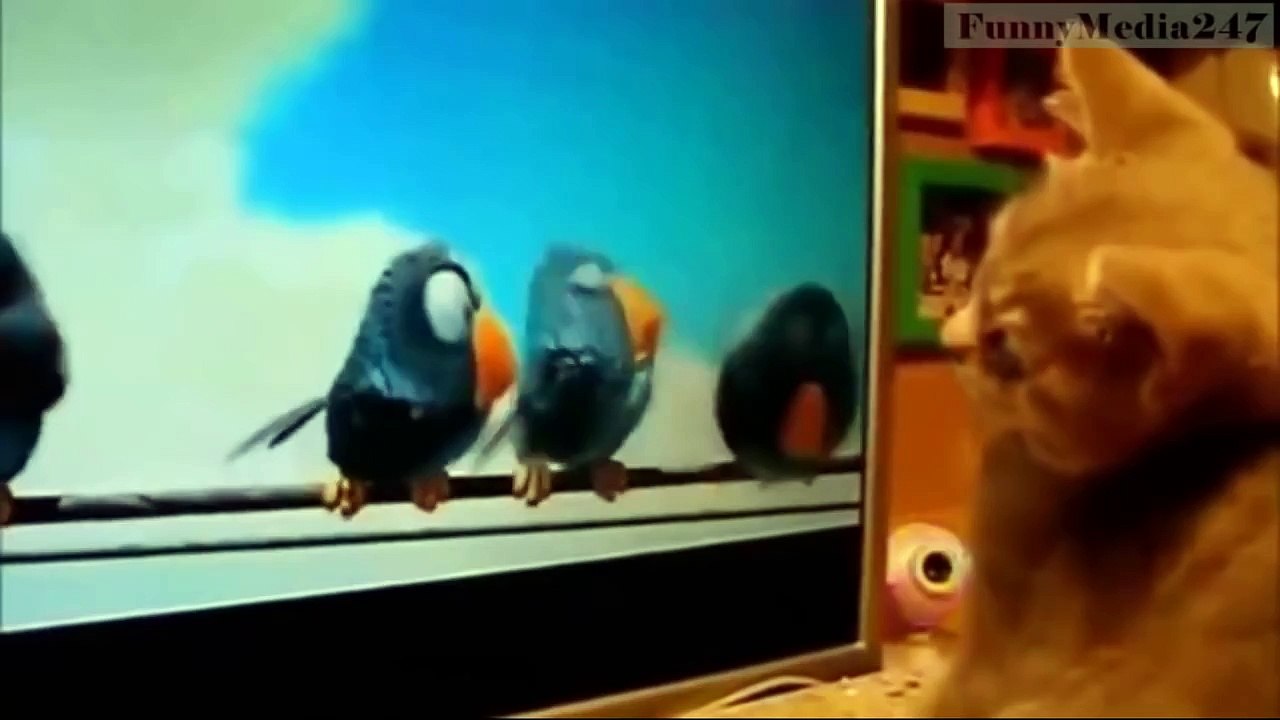 Top 70 funniest cat videos
