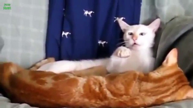 Crazy Cats & Crazy Dogs make Funny Faces Funny Pets Compilation of the Funniest Animals