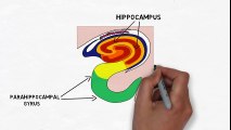 2-Minute Neuroscience The Hippocampus