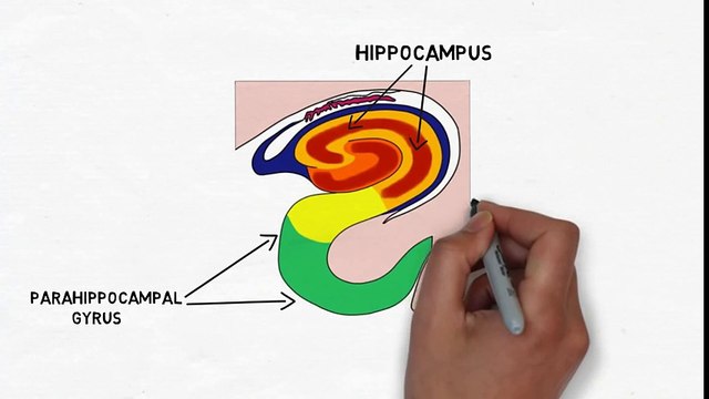 2-Minute Neuroscience The Hippocampus