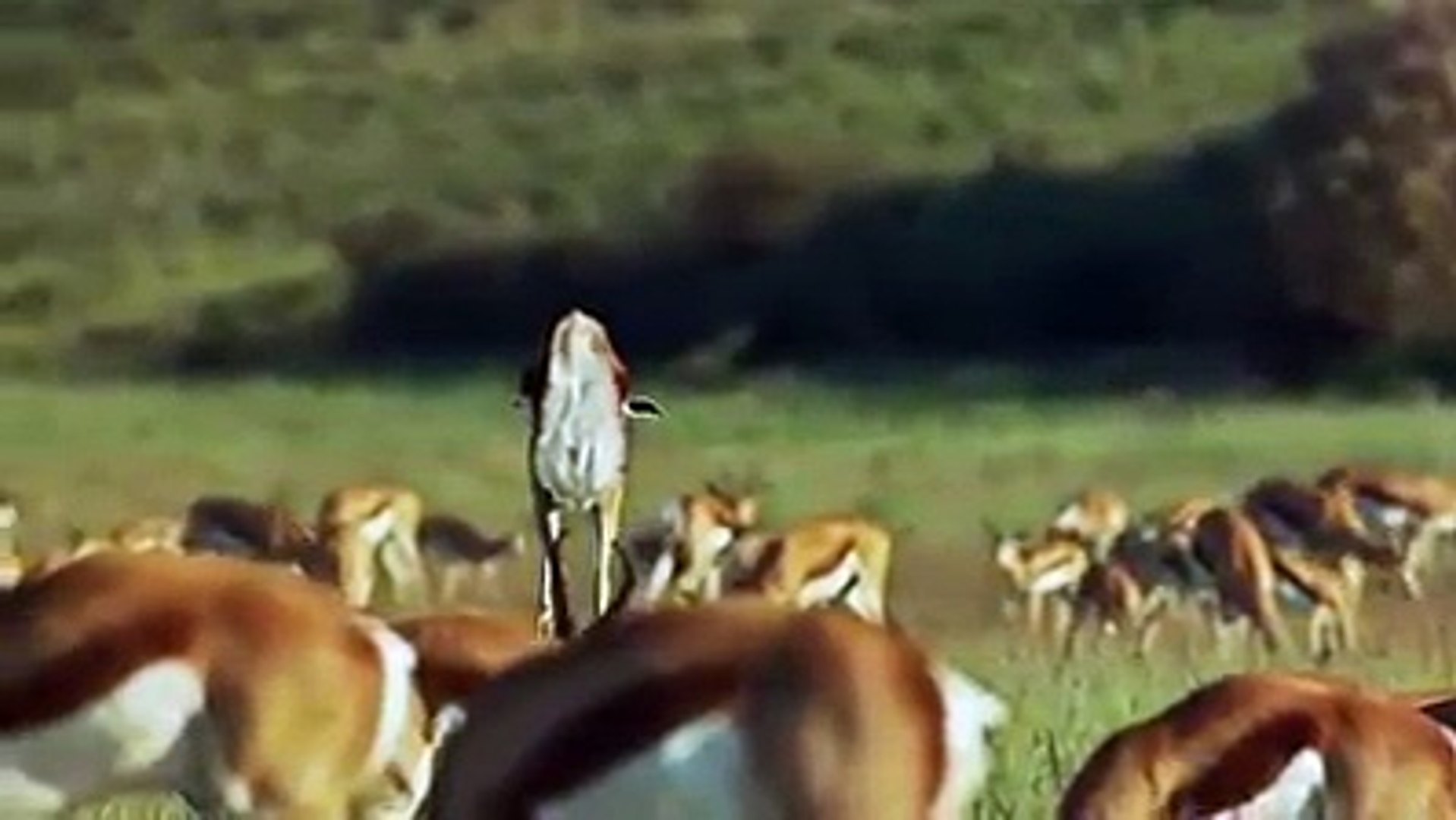 The springbok is a medium-sized brown animal and white antelope-gazelle of south