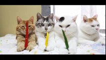 funny cat - funny - cat videos - funny animal- Red pepper