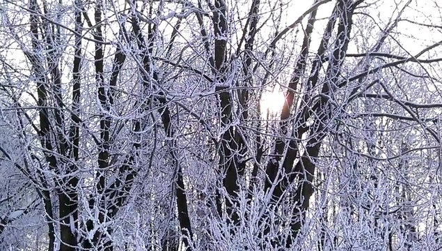 Парк имени 60-летия Великого Октября город Минск Белоруссия 24 января 2016