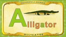 Multipedia of Animals. Letter A - Alligator