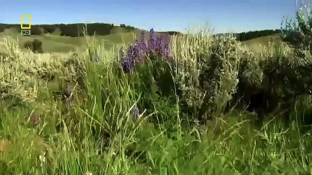 Долина Гризли - Поле битвы. Документальный фильм о медведях Гризли Нат Гео Вайлд.