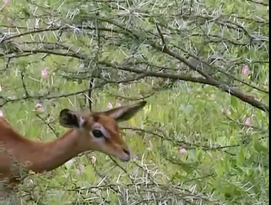 Природа Дикой Африки Документальные фильмы ( Природа, животные, BBC )