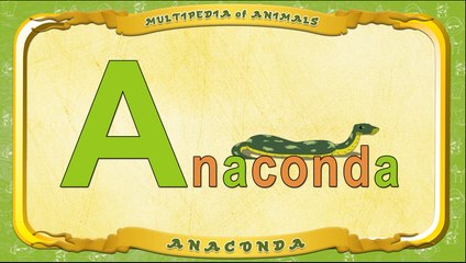 Multipedia of Animals. Letter A - Anaconda