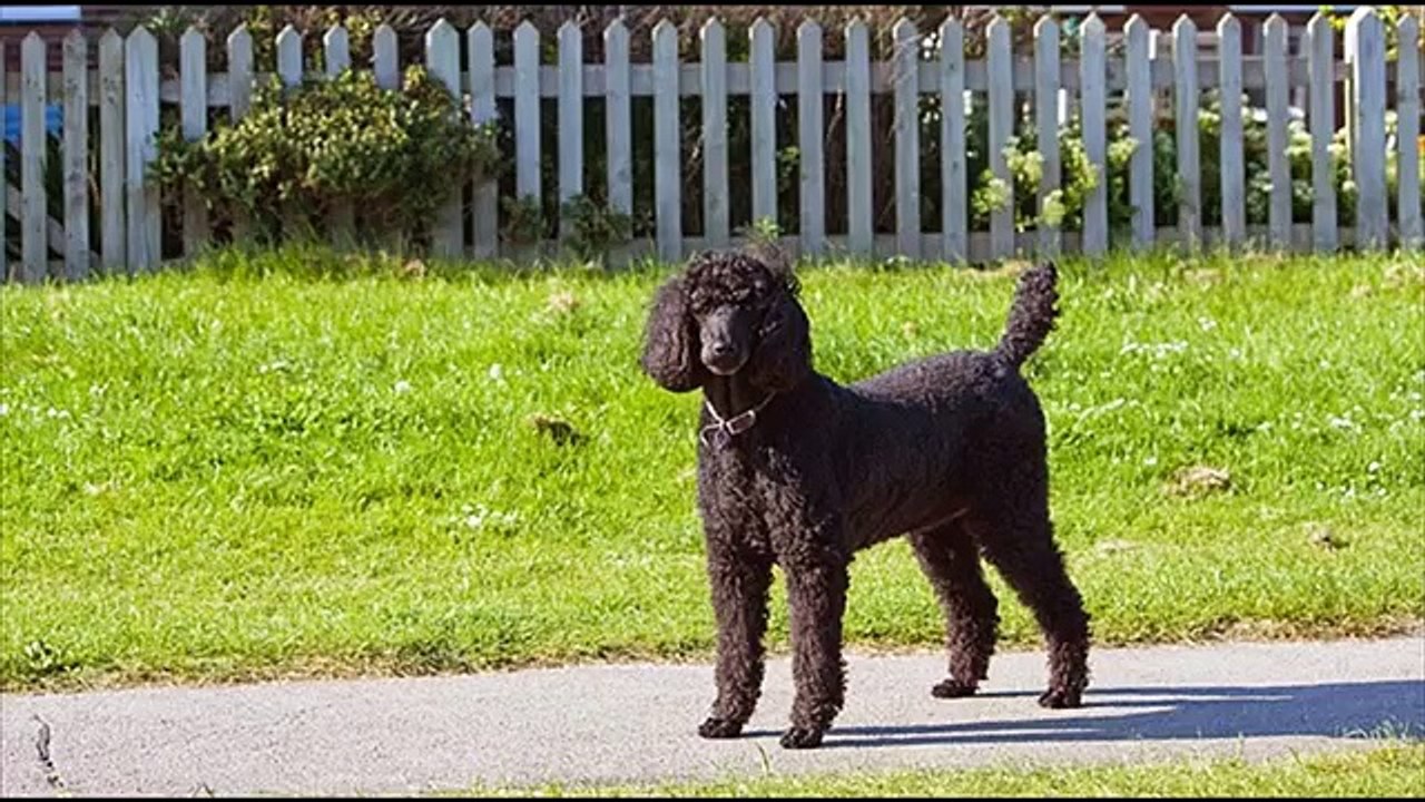 bichon frise poodle mix