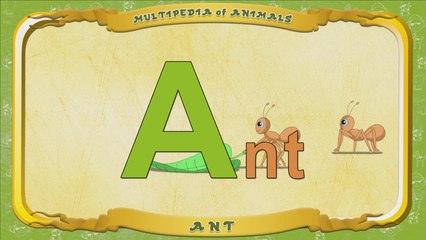 Multipedia of Animals. Letter A - Ant