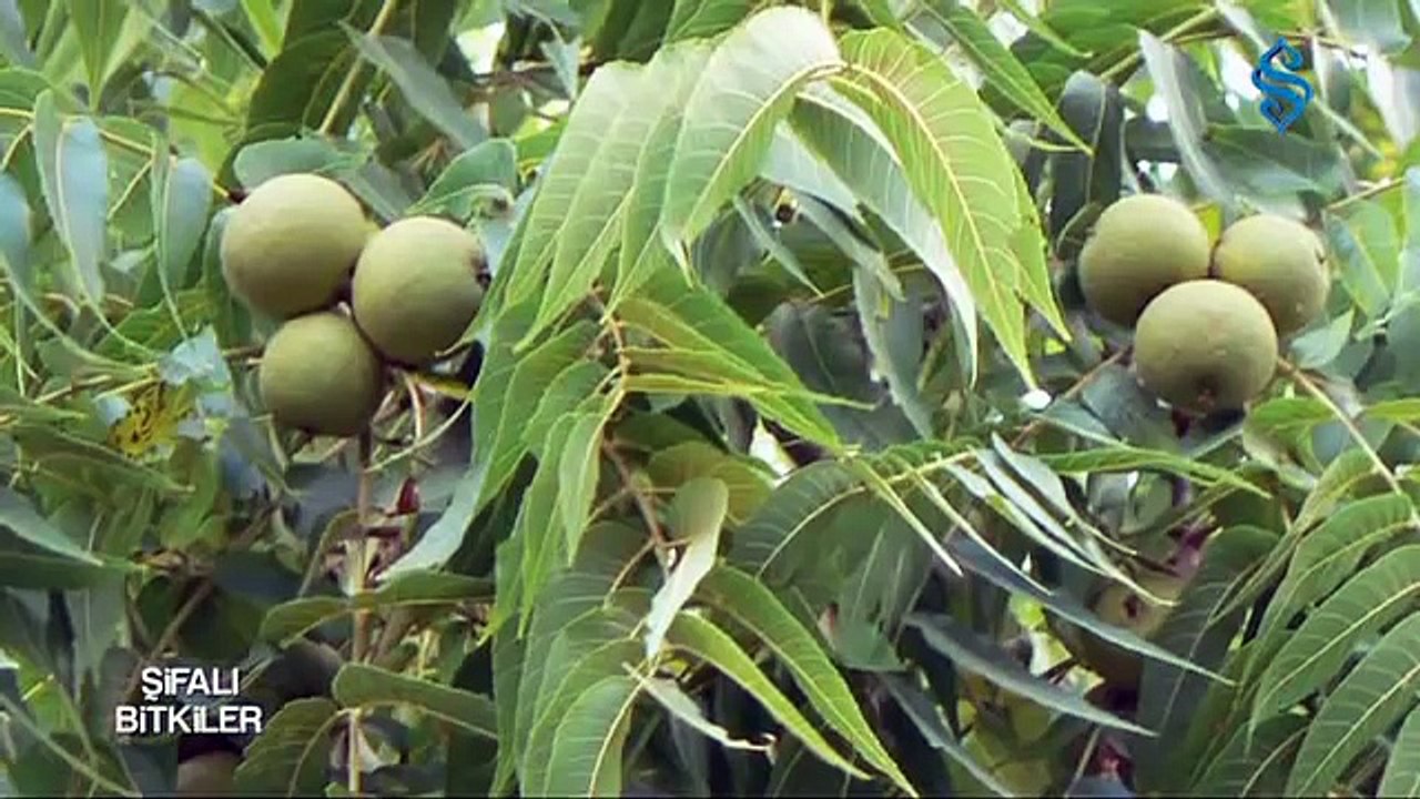 Cevizin Faydaları - Şifalı Bitkiler