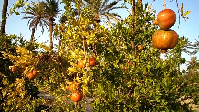 واحا ت المطوية ولاية قابس تونس﻿