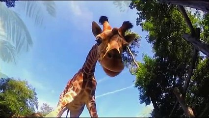 Otaries, perroquet et chimpanzés - Ep25 S2 - #SaisonAuZoo