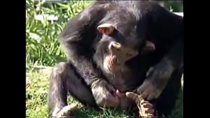 Смейся до слез) Приколы с Обезьянами )