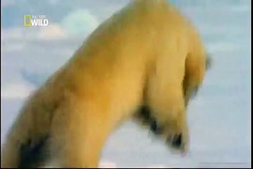 Ataque Animal: Urso Polar